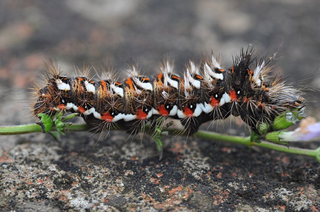 bruco di ... Acronicta rumicis (Noctuidae)